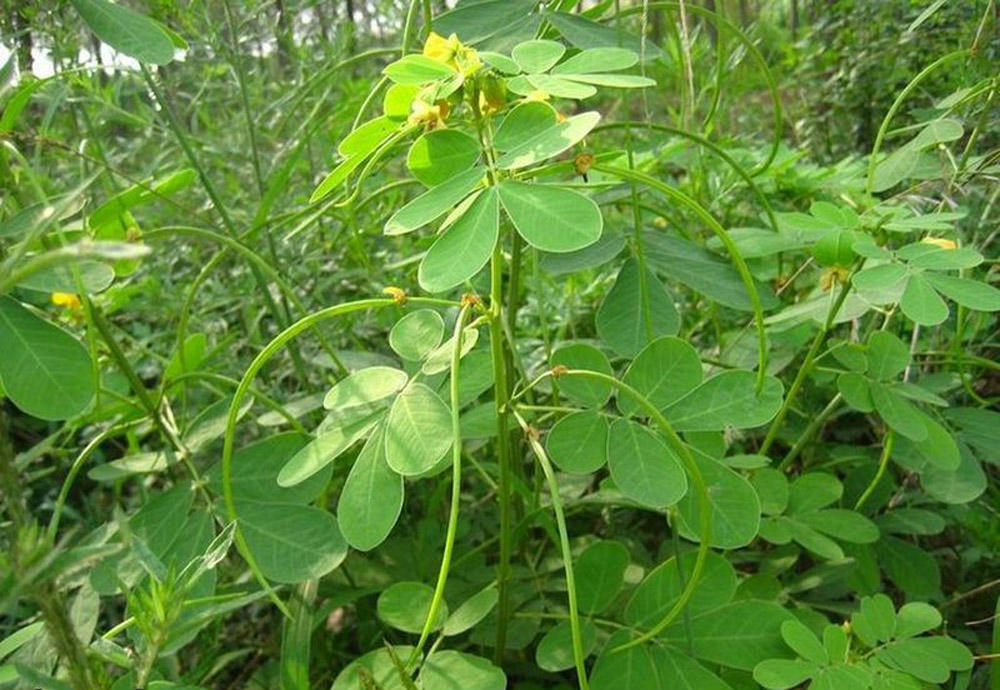 草決明種(zhǒng)植技術