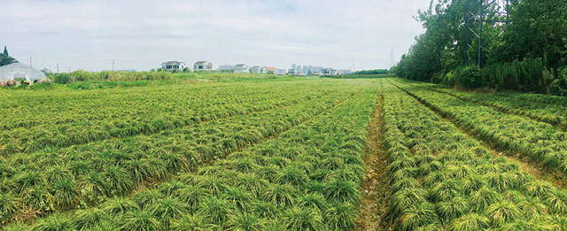 麥冬種(zhǒng)植技術