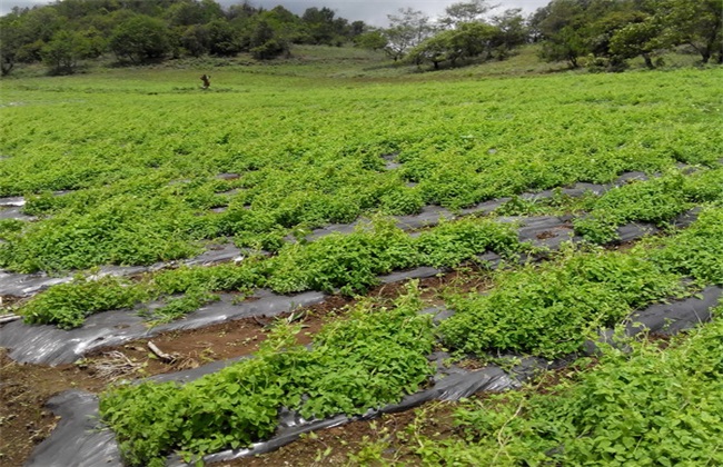 丹參種(zhǒng)植技術