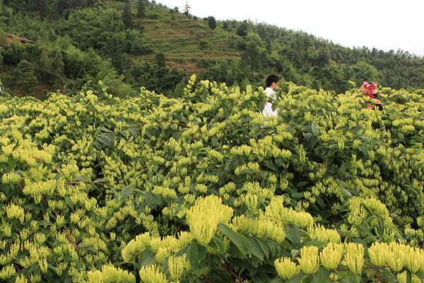 金銀花種(zhǒng)植技術