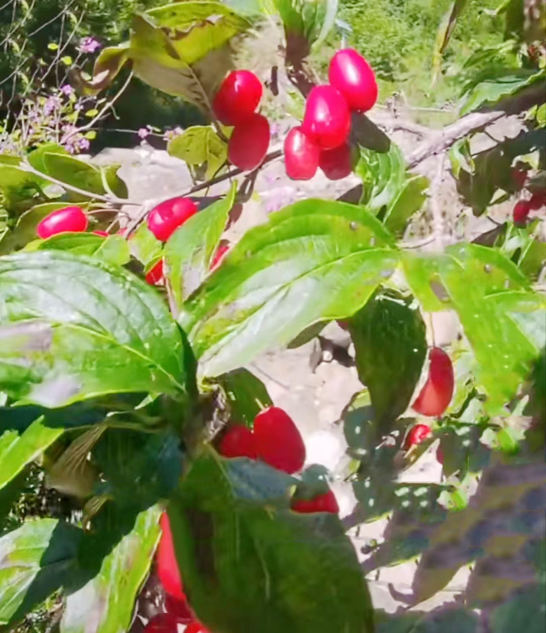 中藥材【養生保健】——山茱萸