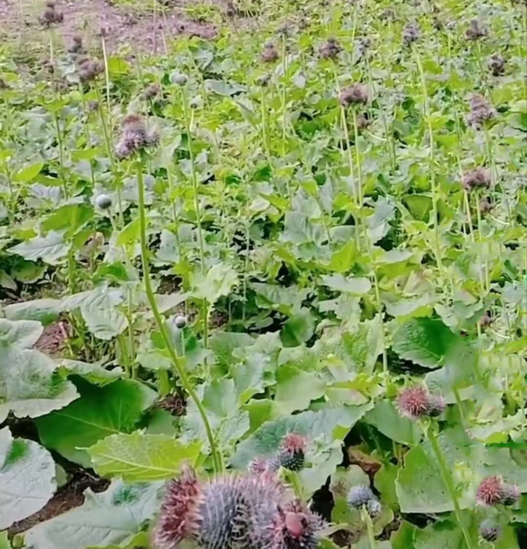 中藥材【養生保健】——木香