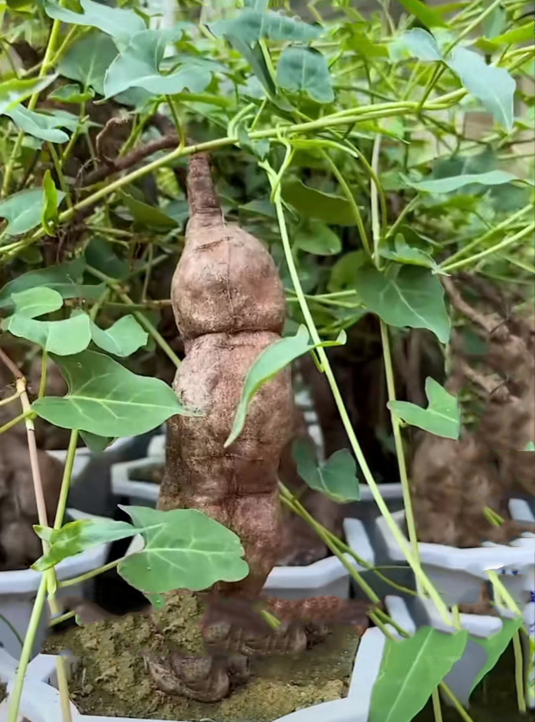 中藥材【養生保健】——何首烏