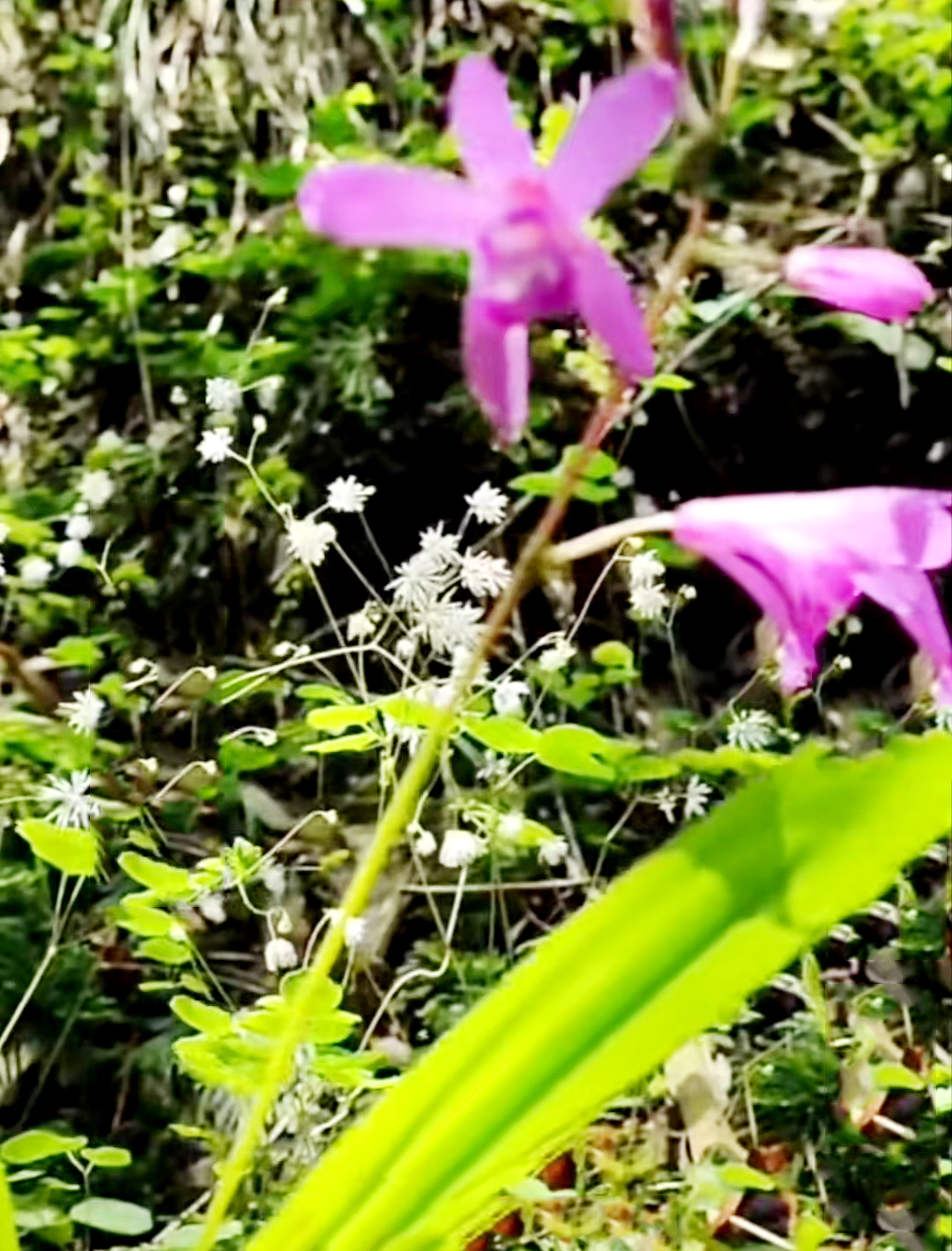 中藥材【養生保健】——白芨